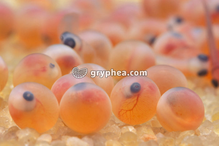 Truite - Oeufs de truite avant éclosion - gryphea.com